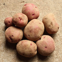 BEYOND ORGANIC RED POTATOES, APPROX 20 lb