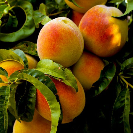 FRESH MICHIGAN PEACHES, IPM, FREESTONE, NUMBER 1,  25 LB
